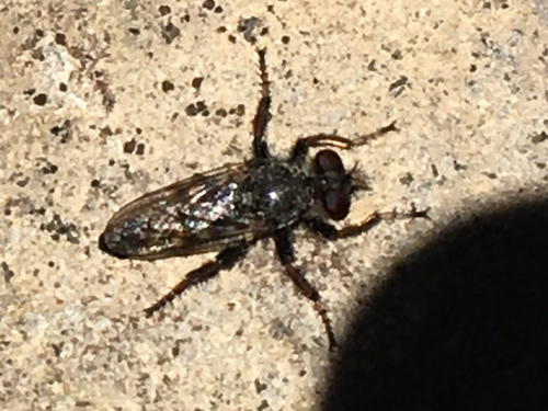 iNaturalist observation photo of Robber Flies