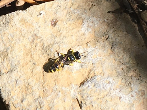 iNaturalist observation photo of Shield-handed Wasps