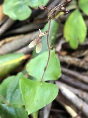 Neottia smallii