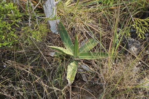 Agave lophantha