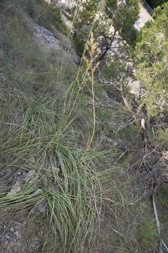 Image of Nolina lindheimeriana by (c) Reid Hardin, some rights reserved (CC BY)