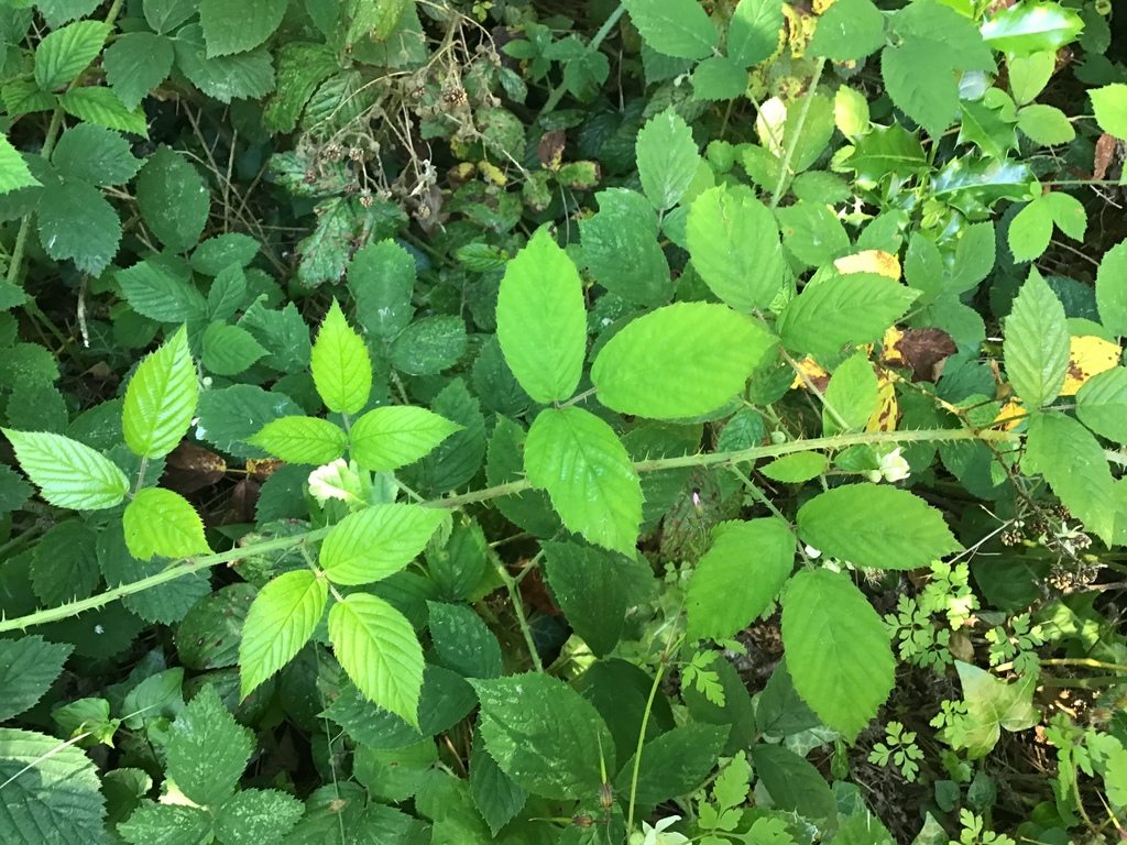 Rubus distractiformis