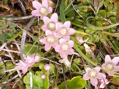 Lysimachia tenella