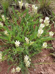 Astragalus laxmannii