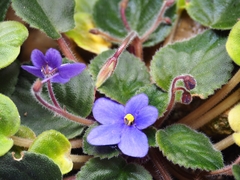 Streptocarpus ionanthus