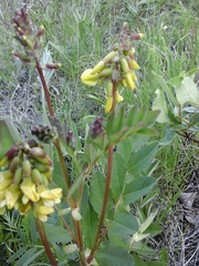 Astragalus frigidus