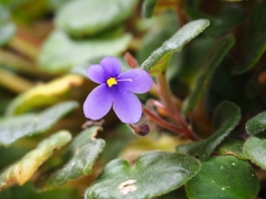 Streptocarpus ionanthus