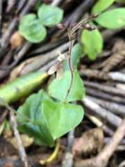 Neottia smallii