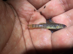 Etheostoma lepidum