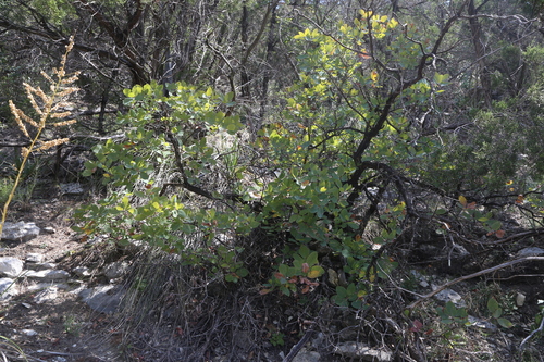 Image of Cotinus obovatus by (c) Reid Hardin, some rights reserved (CC BY)