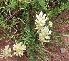 Astragalus laxmannii