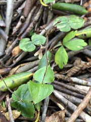 Neottia smallii