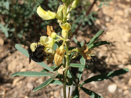 iNaturalist observation photo of Yellow-faced Bumble Bee
