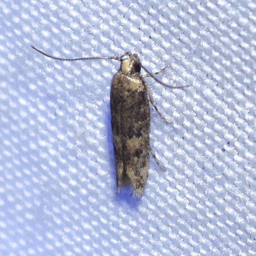 Trypanisma prudens photo 5