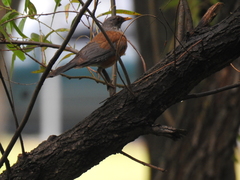 Turdus rufopalliatus