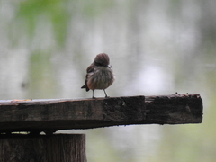 Pyrocephalus rubinus