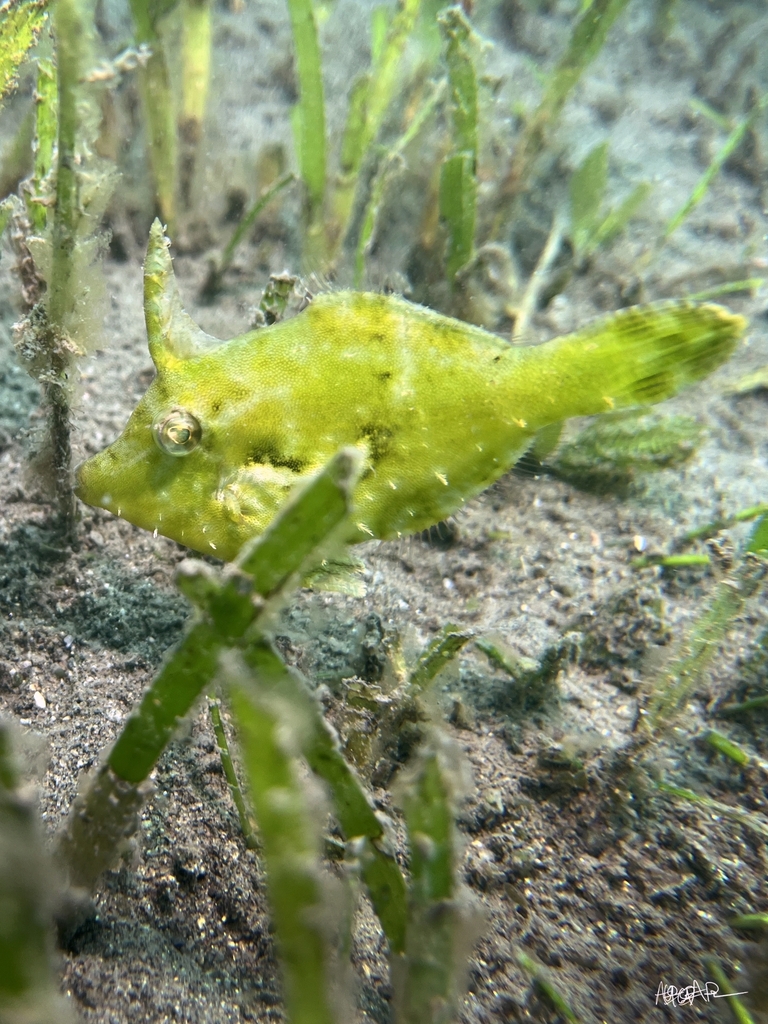 Aiptasia-eating Filefish