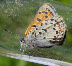 Lycaena cupreus