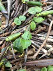 Neottia smallii