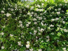 Trachelospermum