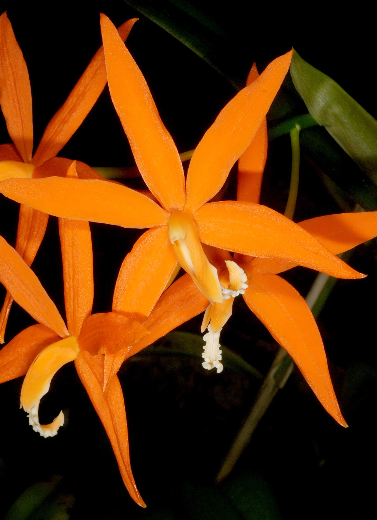 Cattleya harpophylla