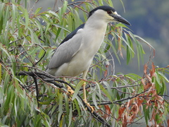 Nycticorax nycticorax