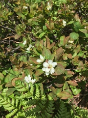 Amelanchier bartramiana