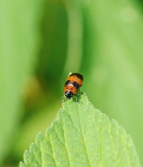 Physosmaragdina nigrifrons