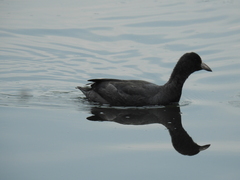 Fulica americana