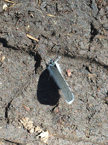 iNaturalist observation photo of Gossamer-winged Butterflies