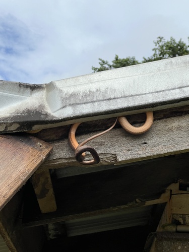 Brown Tree Snake sighting