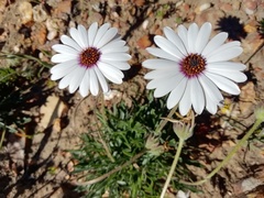 Dimorphotheca nudicaulis