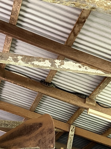 Australian Scrub Python sighting