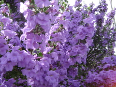 Leucophyllum laevigatum