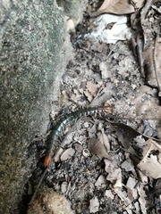 Scolopendra hermosa