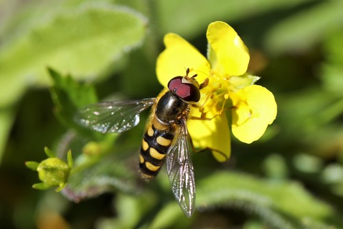 Common Loopwing Aphideater