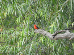 Pyrocephalus rubinus