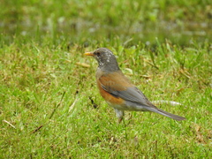Turdus rufopalliatus