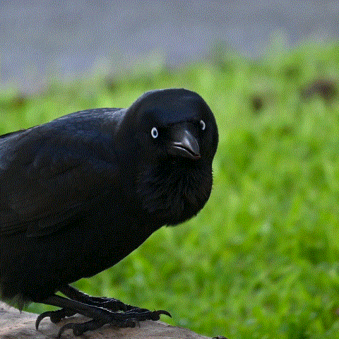 Little Raven illustration