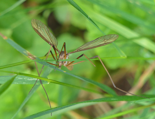 European crane fly