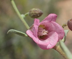 Hermannia trifurca
