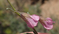 Hermannia trifurca