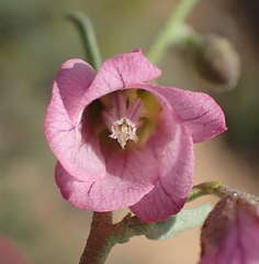 Hermannia trifurca