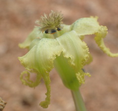 Ferraria macrochlamys