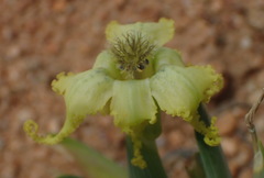 Ferraria macrochlamys
