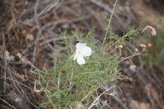 Oenothera coronopifolia