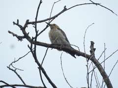Melanerpes aurifrons