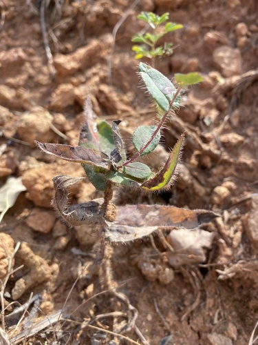 Image of Hieracium virosum by (c) Stanislav Murashkin, some rights reserved (CC BY)