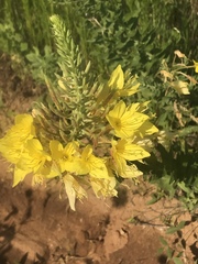 Oenothera rhombipetala