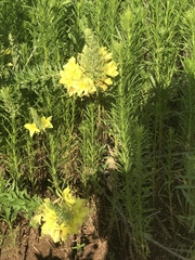 Oenothera rhombipetala